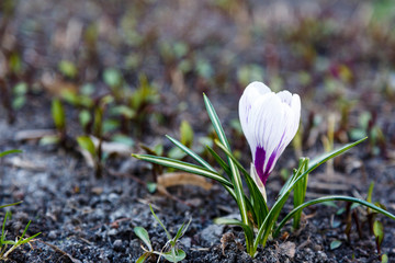 Spring  nature background with flowering violet crocus in early spring. Plural crocuses in the...