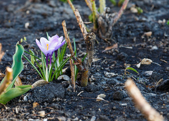 Spring nature background with flowering violet crocus in early spring. Plural crocuses in the garden with sunlight.	