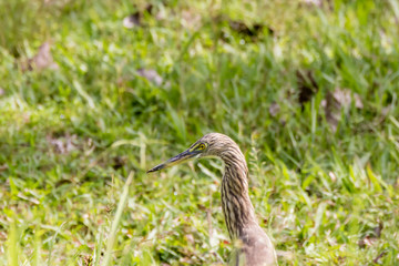 Malagasy pond heron, Chinese pond heron in nature