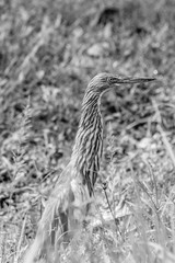 Malagasy pond heron, Chinese pond heron in nature
