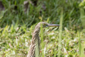 Malagasy pond heron, Chinese pond heron in nature