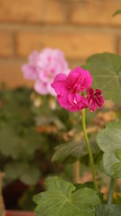 Flor de p&eacute;talos traviesos