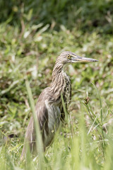 Malagasy pond heron, Chinese pond heron in nature