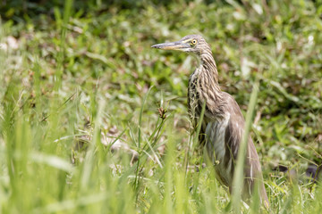 Malagasy pond heron, Chinese pond heron in nature