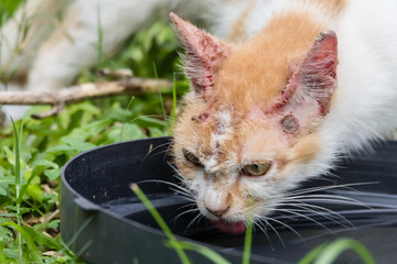 thirsty stray cat drink water