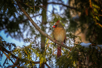 Female Northern Cardinal perched in a cedar tree. 