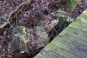 Tree stumps in the forest