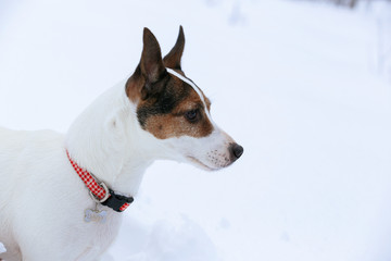 Portrait of dog standing in snow