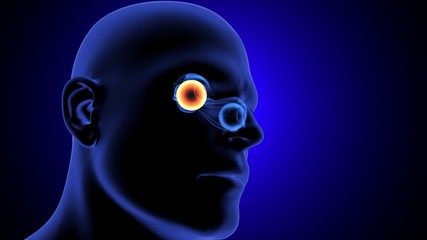 Fototapeta premium 3d illustration human body eye anatomy human body organ