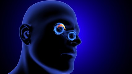 3d illustration human body eye anatomy human body organ