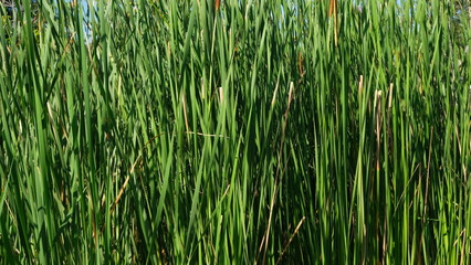 Green aquatic plants near man-made pond