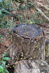 Pretty tree stump
