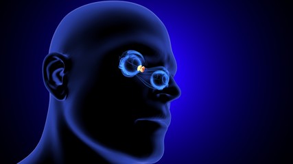 3d render of human layers anatomy