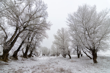 Beautiful winter scene with calm river and frozen trees in Arad, Romania