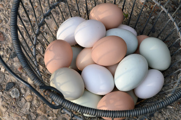 farm fresh eggs with multicolorer egg shells in wire basket - Powered by Adobe