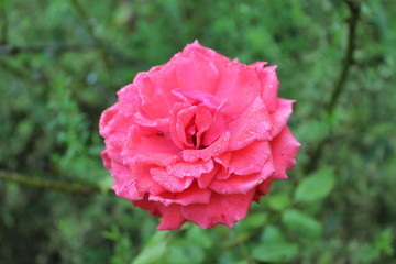 Pink rose, the flower is smell good, on green leaves blur on background, in thailand. Macro