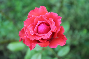 Pink rose, the flower is smell good, on green leaves blur on background, in thailand. Macro