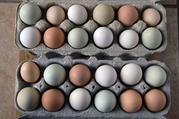 Farm fresh eggs with multicolored egg shells in egg carton