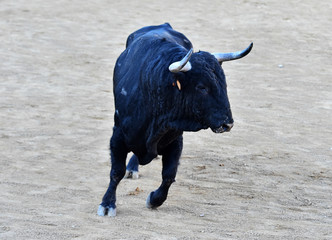 toro negro español en el campo