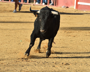 un toro español con  grandes cuernos