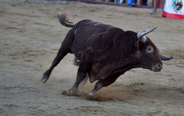 toro negro español en el campo