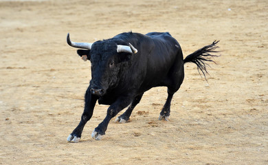 toro español