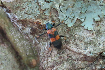 beetle on tree