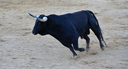 toro poderoso español con grandes cuernos