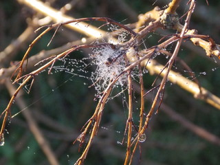 teal de araña