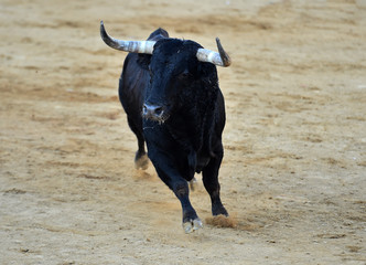 toro bravo español