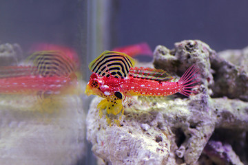 Colorful Ruby red dragonet saltwater marine fish