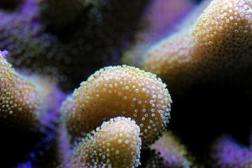 Macro shot on sarcophyton soft coral 