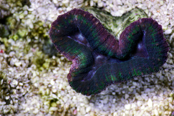 Tricolor Aussie Lobophyllia LPS coral