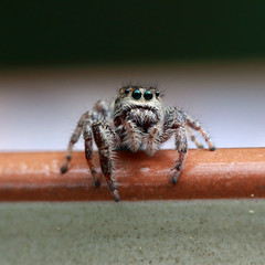 Jumping Spider on Bowl Rim with Plain Background