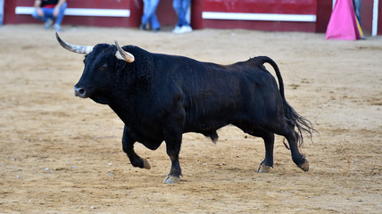 toro español con grandes cuernos