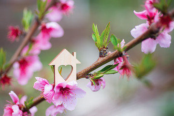 Closeup wooden house with hole in form of heart surrounded by pink flowering branches of spring peach trees.