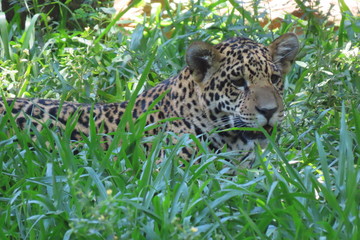 leopard in tree