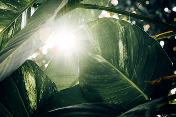 Tropical dark green leaves texture in garden at summer under sunlight. natural green background