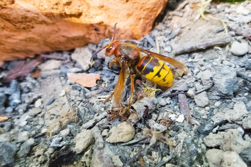 battered hornet on the ground comes to life.
