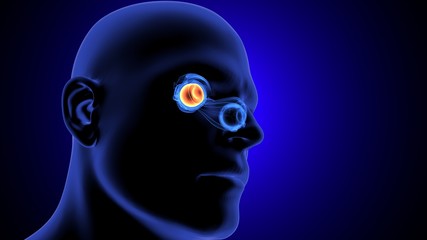 3d render of eye anatomy parts system