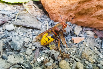 battered hornet on the ground comes to life.
