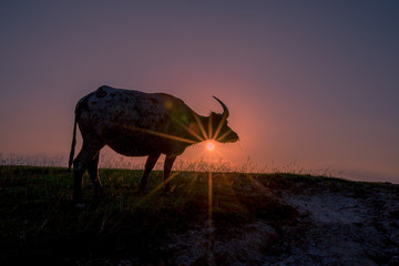 The background of buffalo (a type of animal) that is eating grass by the field, has sharp horns, some species live in groups and have fast blurred motion.