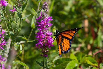 Male Monarch Butterfly nectaring on a purple flower. 