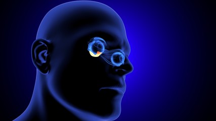 3d render of human eye inter section anatomy