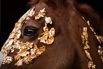 Detail eines Pferdes im Studio welches mit Gold beklebt ist