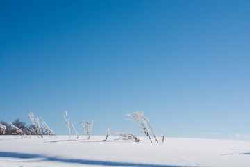 雪原の枯れた野草と青空