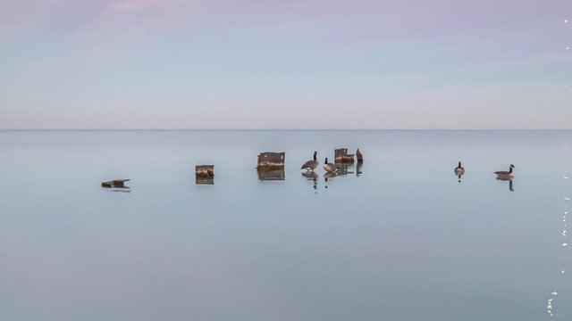 Flock of wild Canadian geese swim and perch on some weathered steel sheet piles in the middle of Lake Michigan as the sun sets creating pink, purple and blue colors in clouds and reflects on the water