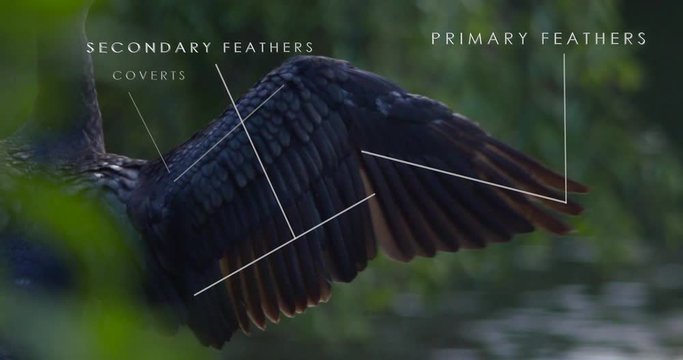 Bird wing feather anatomy infographic natural history close up