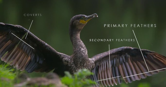 Bird wing feather anatomy infographic natural history