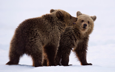 Obraz premium Bear Cubs are playing in the snow. Natural habitat. Brown bear, Scientific name: Ursus Arctos Arctos.